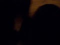 Max & Tucker Playing.MOV