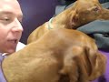 Vizsla Interview at Westminster