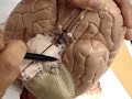 Humananatomy361 Cranial nerves
