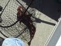 ling cod fishing