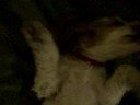 una perrita COMOTU