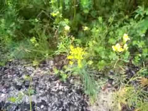 how to transplant yellow loosestrife