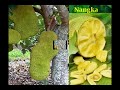 Indonesian fruit | song: waarom huil je toch nona manis Indonesian fruit | song: waarom huil je toch nona manis
