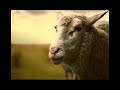 Mentos Sheep