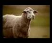 Mentos Sheep