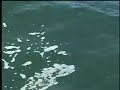 Salmon fishing with plug cut herring