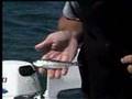 Salmon fishing with plug cut herring