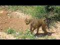 kenya parco nazionale tsavo est.m4v