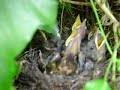 Jonge vogeltjes