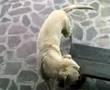 Bullmastiff video