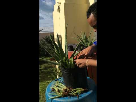 how to replant aloe pups