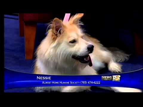 Nessie the Dog