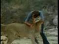 Christian el león - Christian il leone - Christian the lion - Кристиан Lion - Christian der Löwe