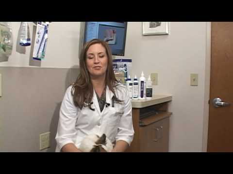 how to cure shih tzu ear infection