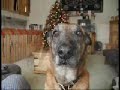 Remembering Larco (www.familyk9.org)
