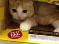 言葉に出来ない 盗作するずニャンコちゃん cats モンド・グロッソ大沢伸一 ファンタスティック・プラスティック