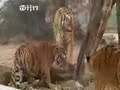 ASLAN VE KAPLAN KAVGASI 3.BÖLÜM ASLAN VE KAPLAN KAVGASI 3.BÖLÜM