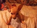 the-cutest-puppy-in-the-world-in-pictures.html