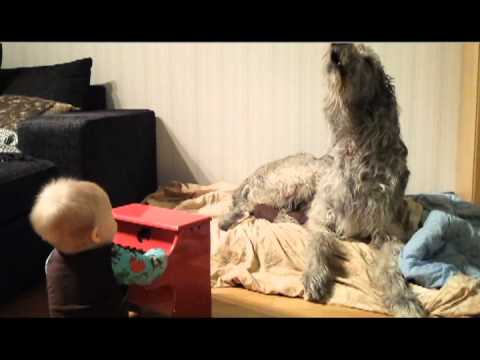 IRISH WOLFHOUND