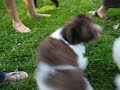 puppies
