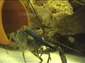 Red Claw Female Crayfish - Cherax quadricarinatus