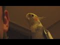 Curse of the Screaming Cockatiel Curse of the Screaming Cockatiel