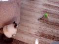 Cat vs Weazel Ball Cat vs Weazel Ball
