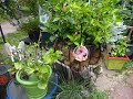 Uschi has outdone herself this year. Her tropical garden features some rare and exotic tropical plants. Folks come by in awe and even take photos in front of her garden. We love the astonished smiles of children as they take a peek into Paradise in Somerset!!