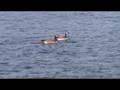 videos de Four Lakes Canadian Geese