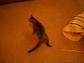 Cat Tube Fun