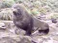 Seal-Sex