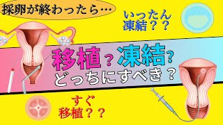 【移植1】新鮮胚移植と凍結融解胚移植の違いとは?