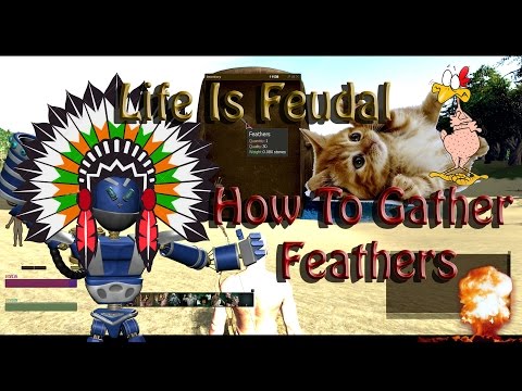 how to collect feathers