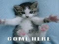 Very Funny Cats 11 Very Funny Cats 11