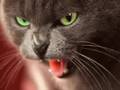 Very Funny Cats 11