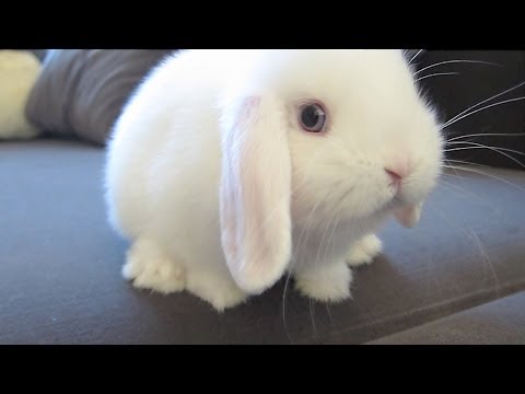 Dramatic Bunny Vacuum!