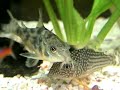 Corydoras sterbai ???????????