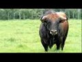 homenaje a grupos antitaurinos y a los toros