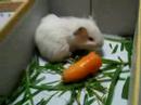 ACS - Baby guinea pig - new surrender - petshop mistreatment