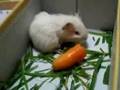 ACS - Baby guinea pig - new surrender - petshop mistreatment