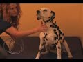 YOU TUBE - PET BED, DOG BED SUV PET TRAVEL FROM OCK9.COM