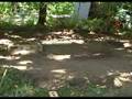 videos de Mamba Mini T Backyard Bash