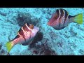 Other Fish and Friends