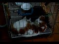 Funny Cat ( 재미있는 고양이 )-Jeonju city. KOREA