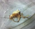 cricket monster 6/7 cricket monster 6/7