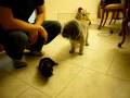 Tino and Poochie
