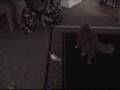 Rat Chasing Cat