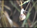 Caracol
