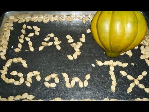 how to harvest acorn squash seeds