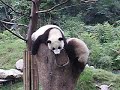 パンダ